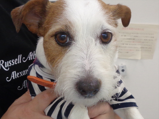 パクチーちゃん