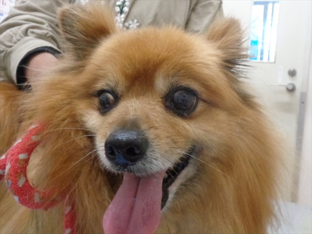 チェリーちゃん