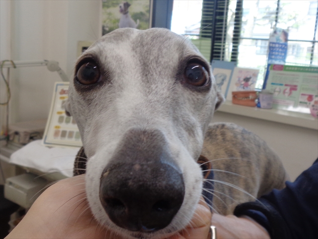 カテリーナちゃん