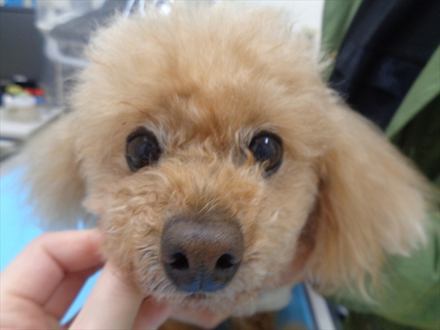 しんたろうちゃん