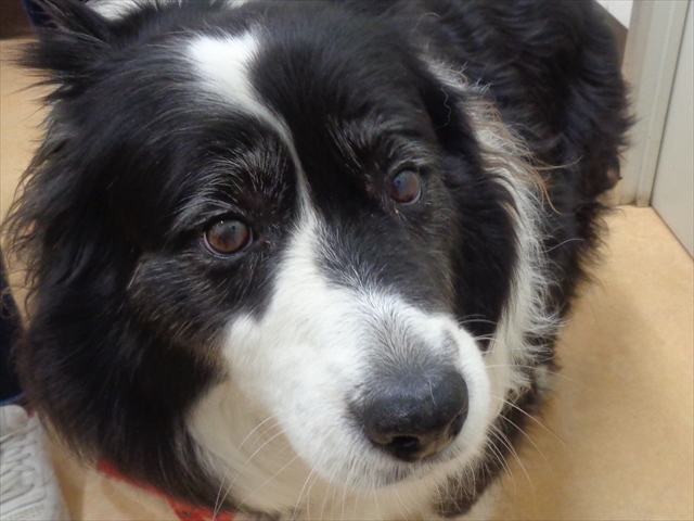 クッキーちゃん