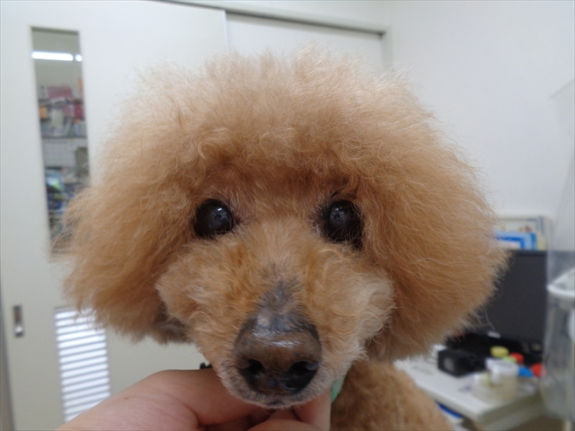 マッシュちゃん