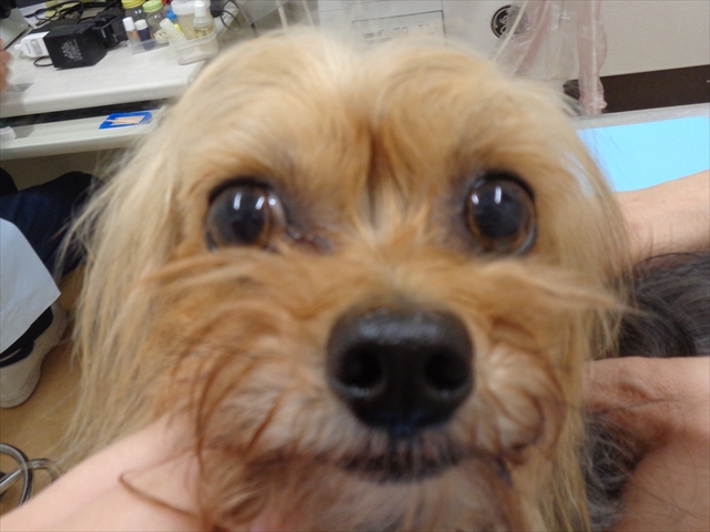 ジェームズちゃん