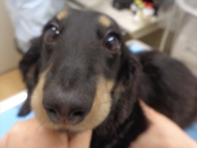 ウィリアムちゃん