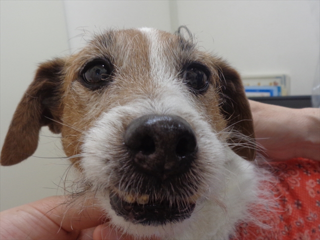 ピスタチオちゃん