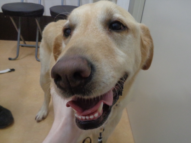 デュークちゃん