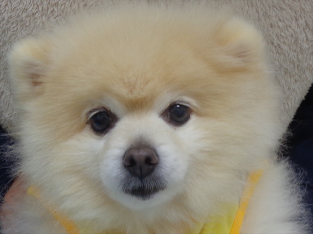 プリマステラちゃん