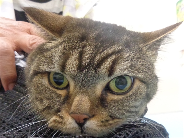 リッキーちゃん