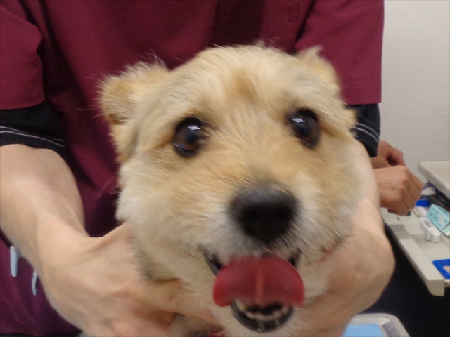 ポッキーちゃん