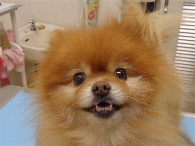 プッチーちゃん