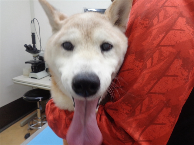 コロすけちゃん