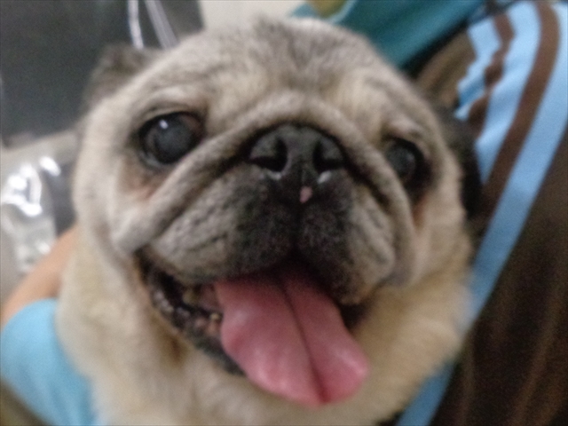 でんすけちゃん