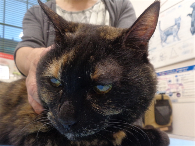 ドルチェちゃん