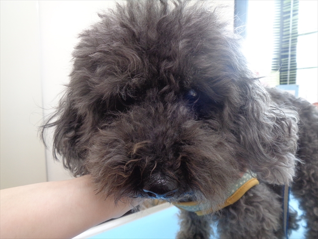 ウォルトちゃん