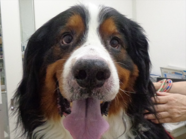 トーマスちゃん