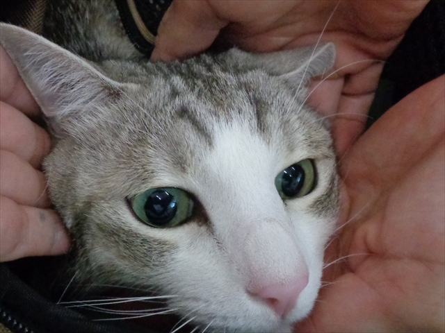 せんべいちゃん