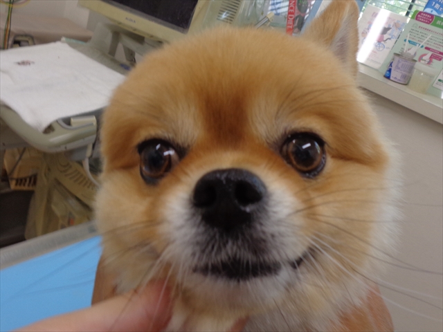 こげまるちゃん