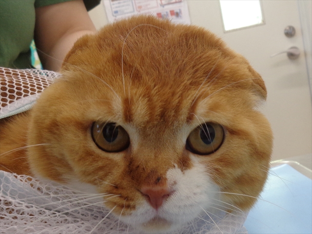 チャーの助ちゃん