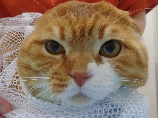 チャーの助ちゃん