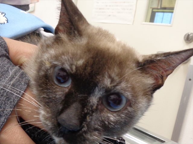 マーミンちゃん