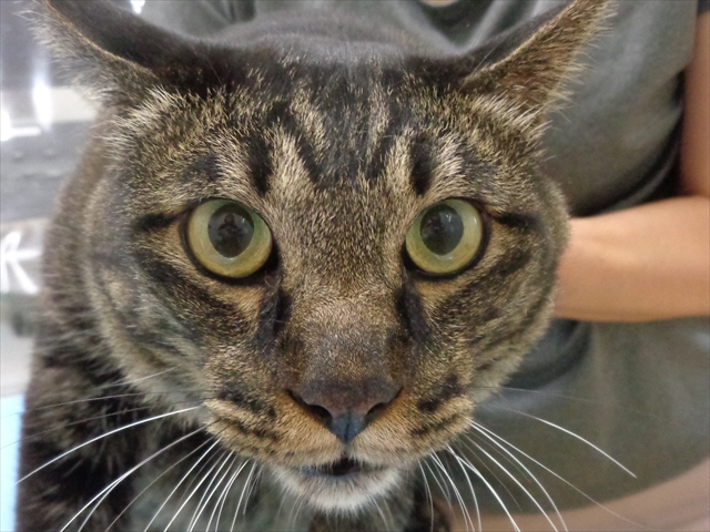 ニャンキチちゃん