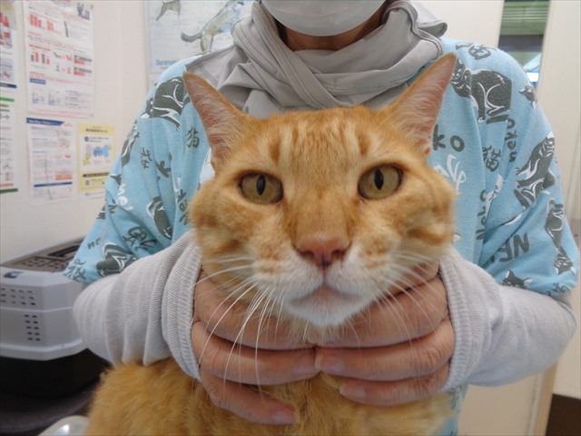 チャチャちゃん