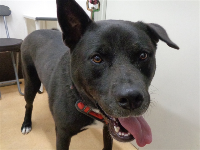 ルーサーちゃん