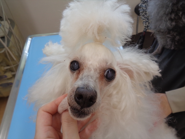 フランチェシカちゃん