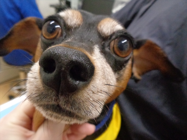 ロッティーちゃん