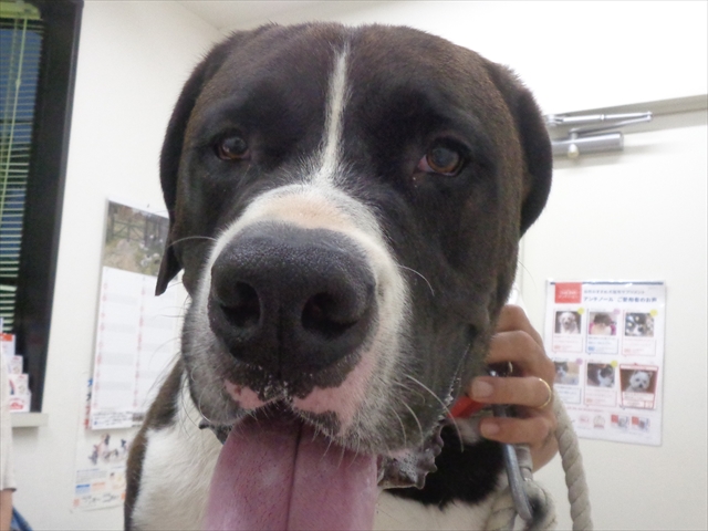 ロッドマンちゃん