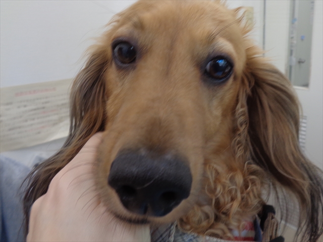 こたろうちゃん