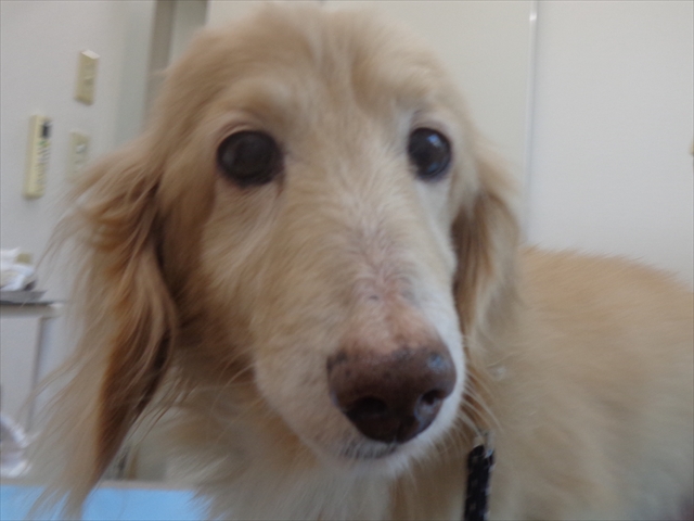 マッシュちゃん