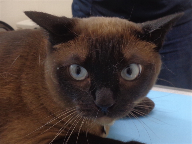 エミリアちゃん