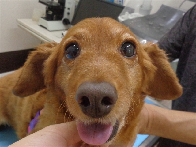 チャチャちゃん