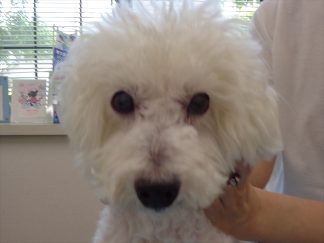 ホイップちゃん