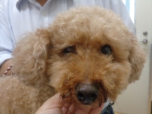 チャッピーちゃん