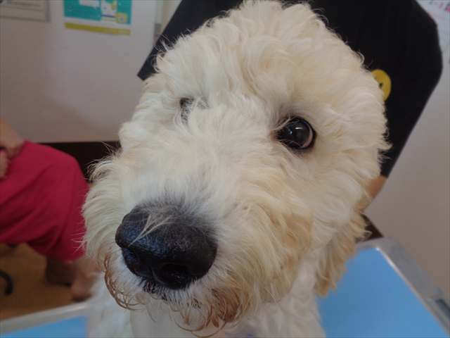 スノーベラーちゃん