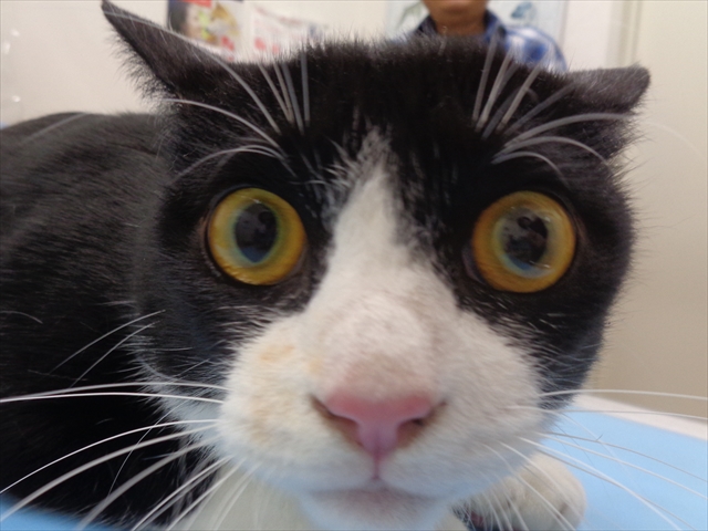 ハチイエモンちゃん