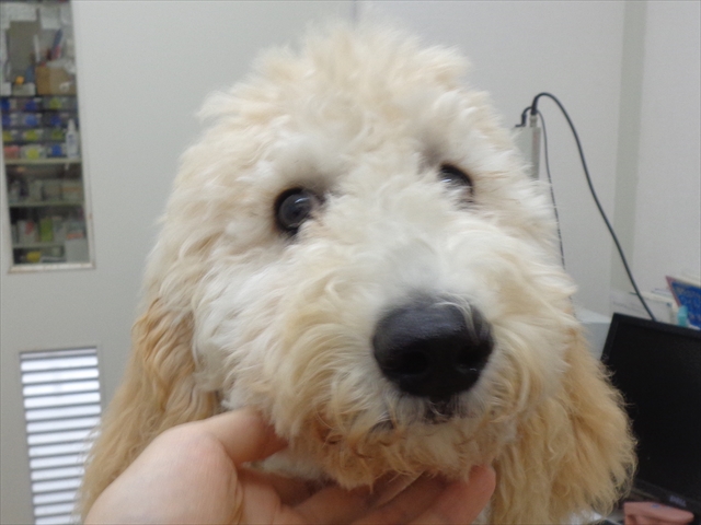 スノーベラーちゃん