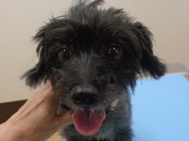 しおこんぶちゃん