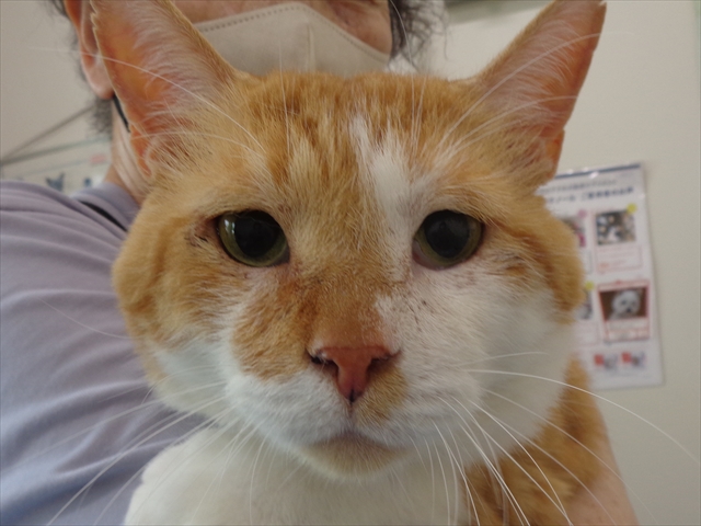 ニャンタロウちゃん