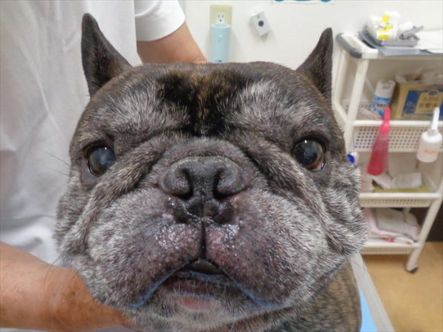 デニーロちゃん