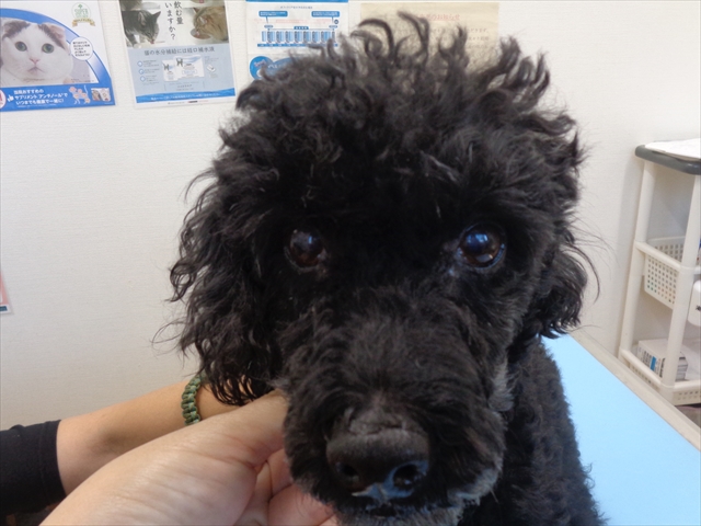 ロッティちゃん