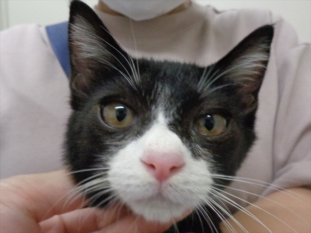 シルベスタちゃん