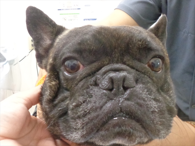 ガブリエルちゃん