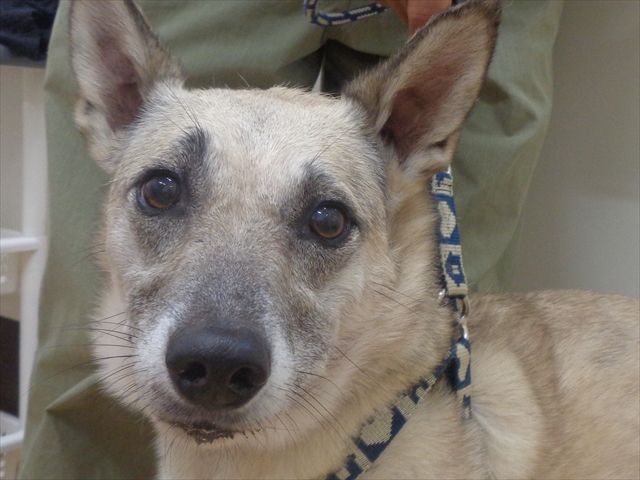 こたろうちゃん