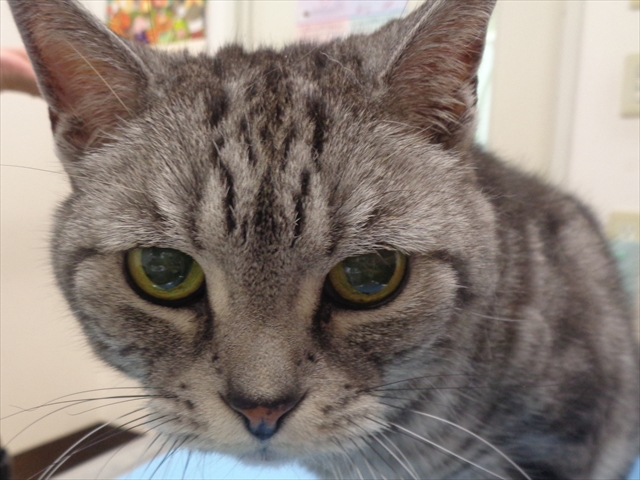 チャチャちゃん