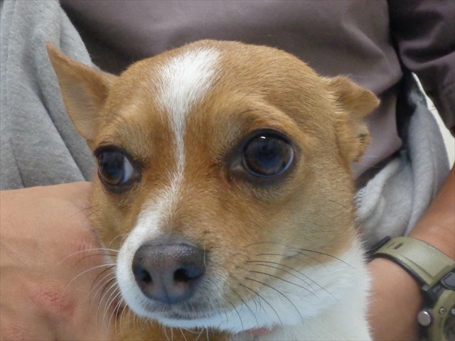 マックスちゃん