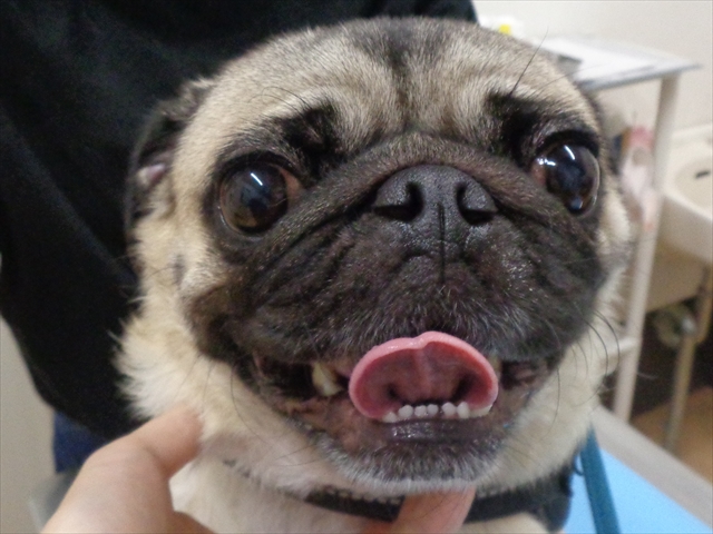 かつのしんちゃん