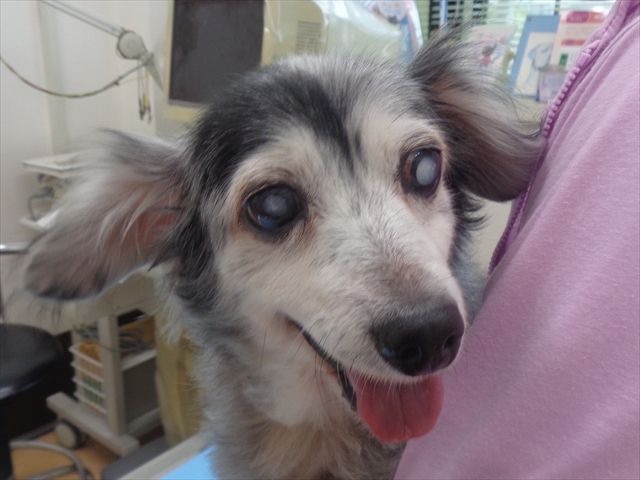 クッキーちゃん